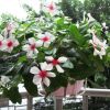 Flower Pot Basket Holder Iron Craft Balcony Garden Plant Planter Home Decor